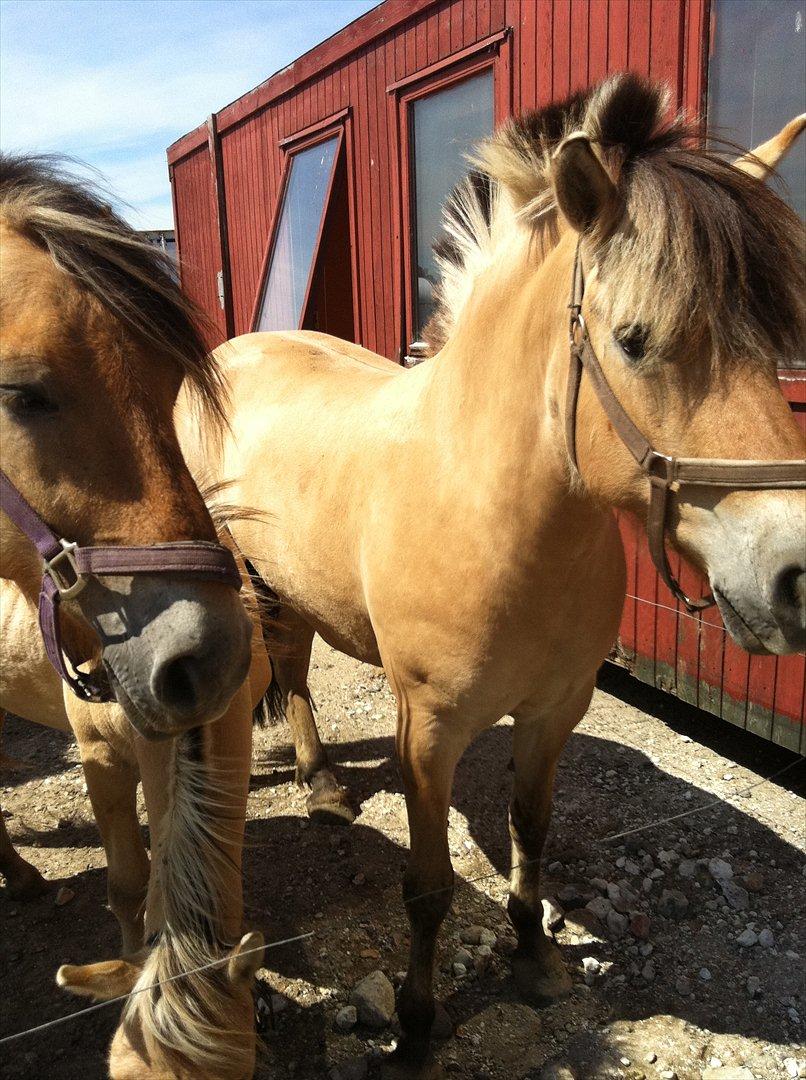 Fjordhest Lærkegaardens ballerina billede 10