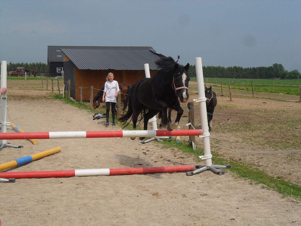 Welsh Mountain (sec A) Dorthealyst barbara!(Doddi) R.I.P - Løsspringning. 65 cm. billede 9