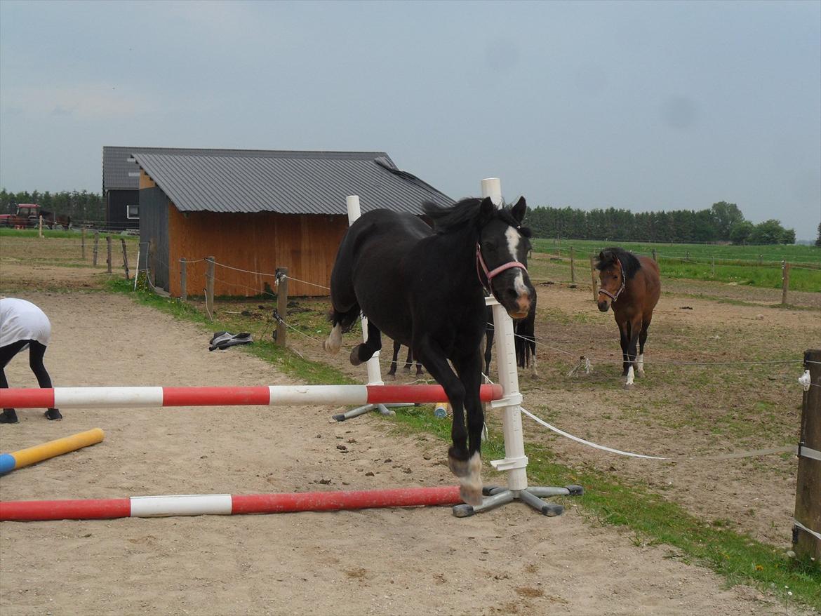 Welsh Mountain (sec A) Dorthealyst barbara!(Doddi) R.I.P - Løsspringning. 55 cm. billede 10