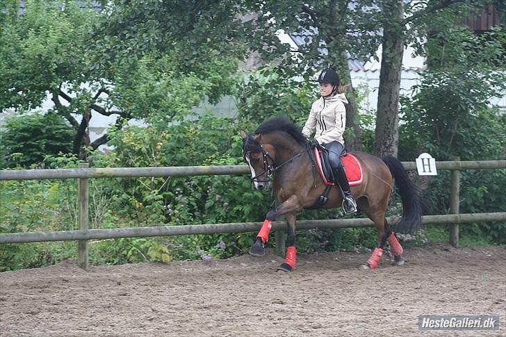 Anden særlig race Dream step *A- PONY!* - gallop øgning billede 13