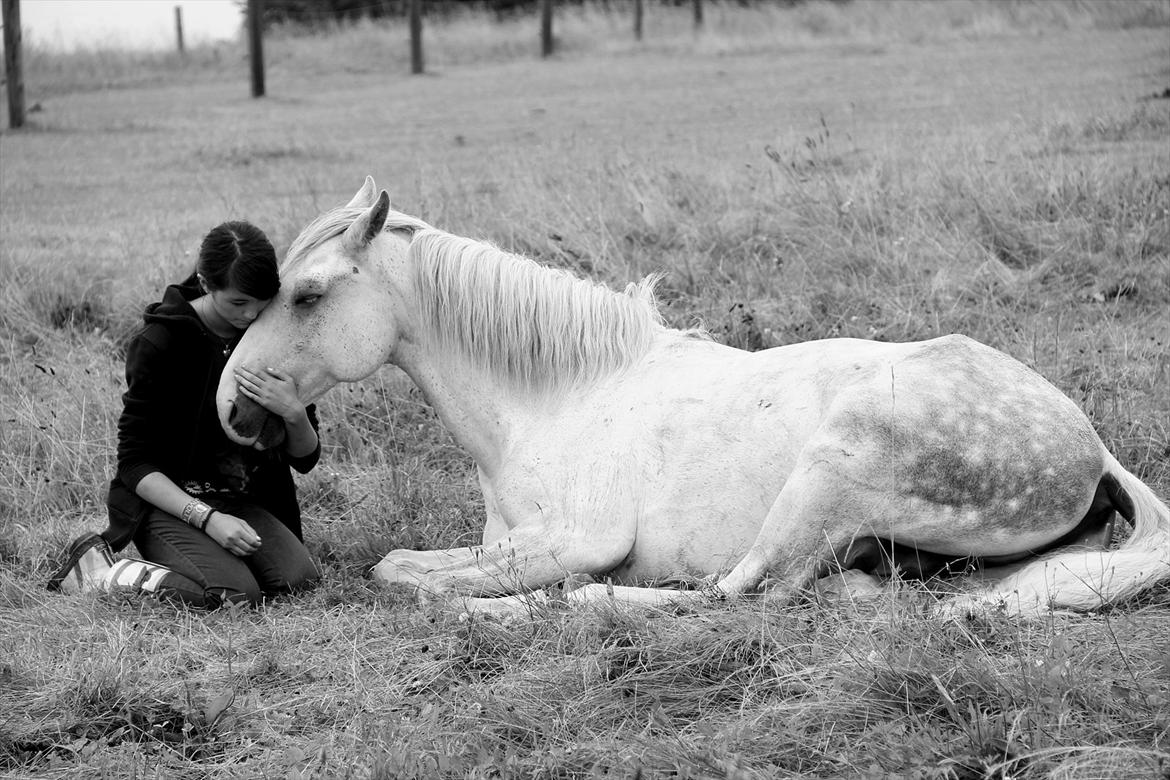 Lusitano Urque - 14 # Once we recognize what it is we are feeling, once we recognize we can feel deeply, love deeply, can feel joy, then we will demand that all parts of our lives produce that kind of joy. Juli 2011 billede 14