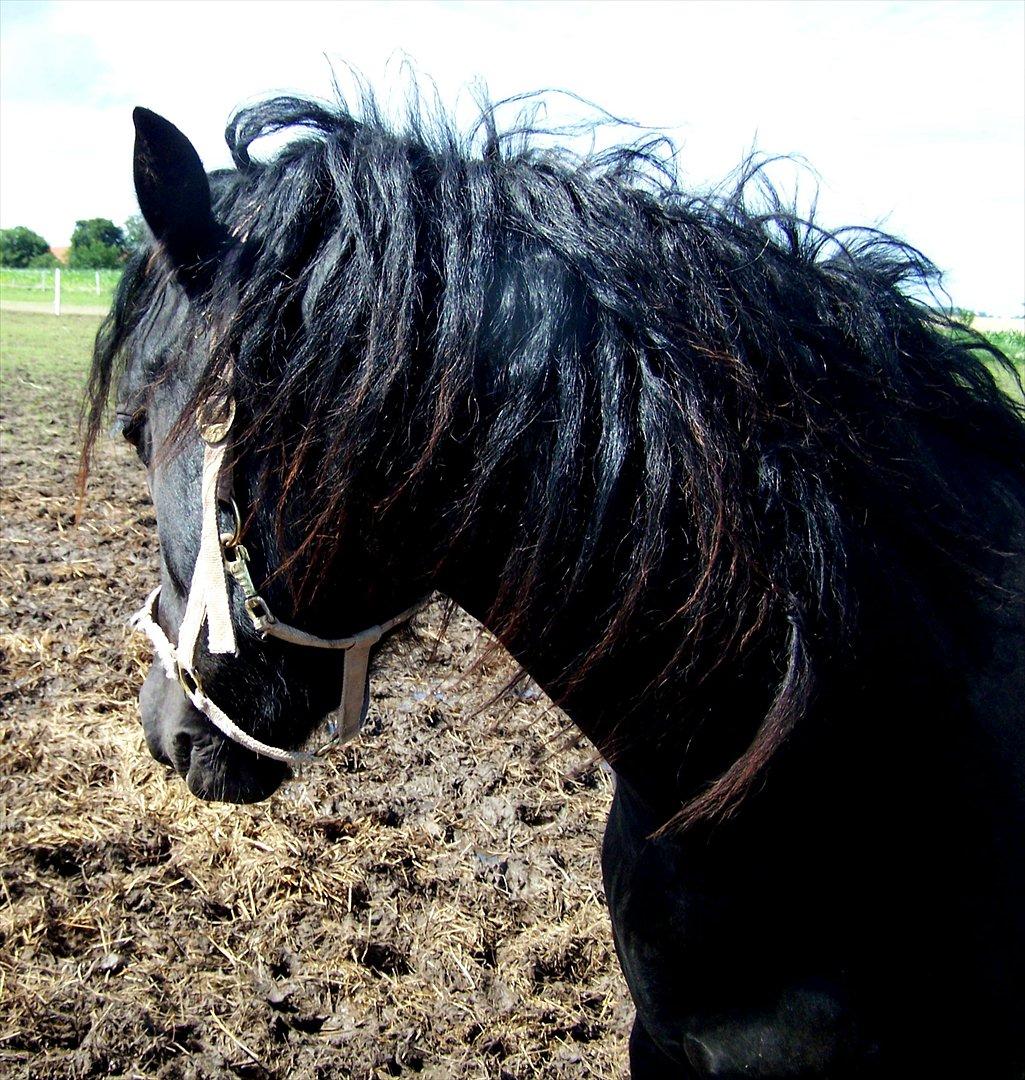 Frieser Orlando - 25-7-11 billede 10