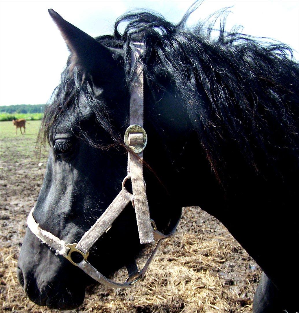 Frieser Orlando - 25-7-11 billede 12