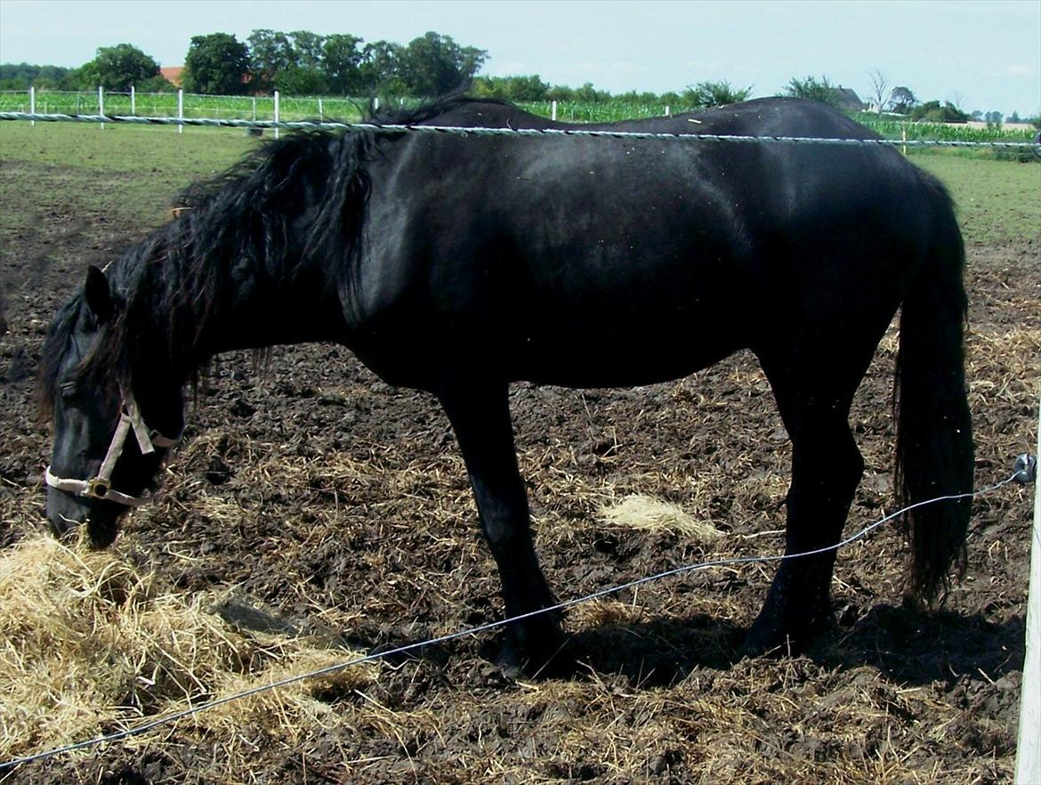 Frieser Orlando - 25-7-11 billede 11