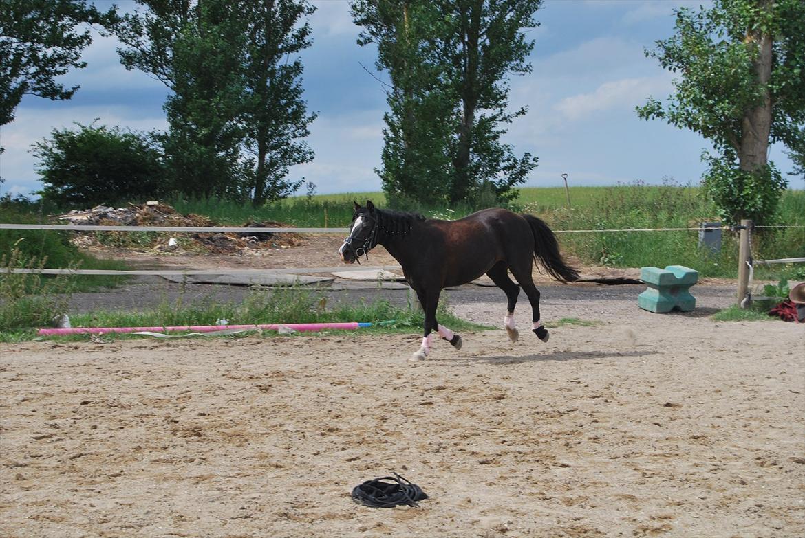 Welsh Mountain (sec A) Dorthealyst barbara!(Doddi) R.I.P - På banen. billede 16