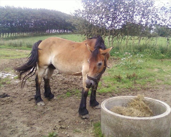 Nordsvensk Skovhest Emma - netop ankommet og smager på wrappen billede 1
