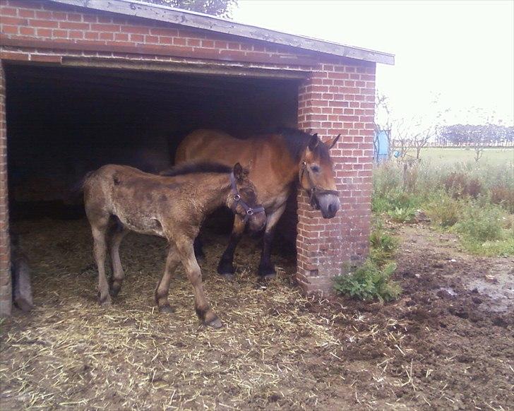 Nordsvensk Skovhest Emma - mor og sønnike har fundet fred fra insekterne i skuret billede 2
