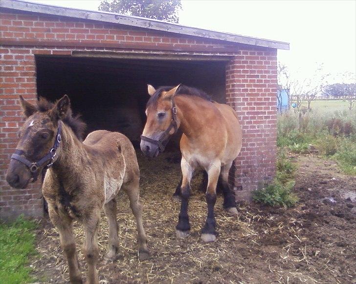 Nordsvensk Skovhest Emma - godt at klø rumpen på muren billede 3