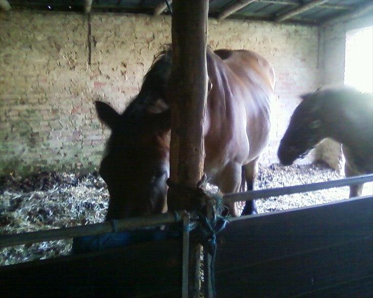 Nordsvensk Skovhest Emma - mad til den sultne mor billede 4