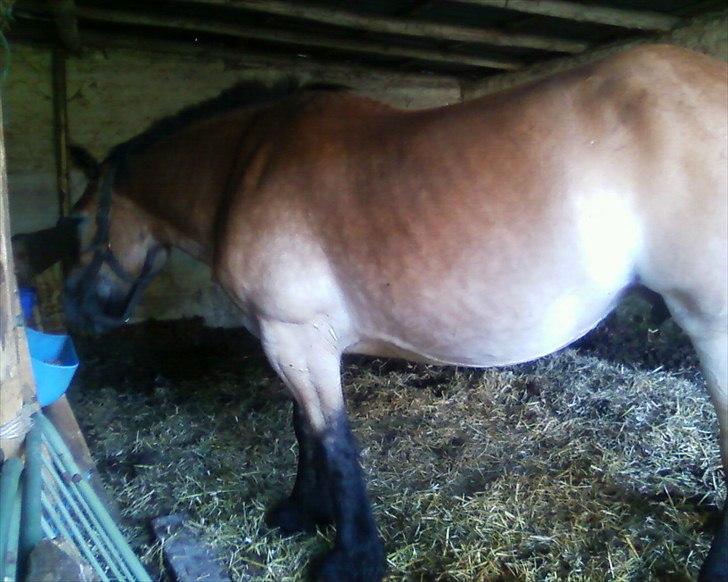 Nordsvensk Skovhest Emma - stooor krop billede 5