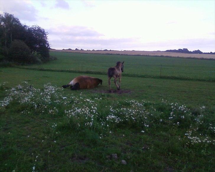 Nordsvensk Skovhest Emma - rulle rulle billede 6