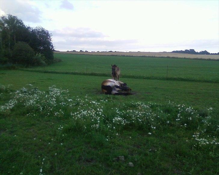 Nordsvensk Skovhest Emma - rulle rulle billede 7