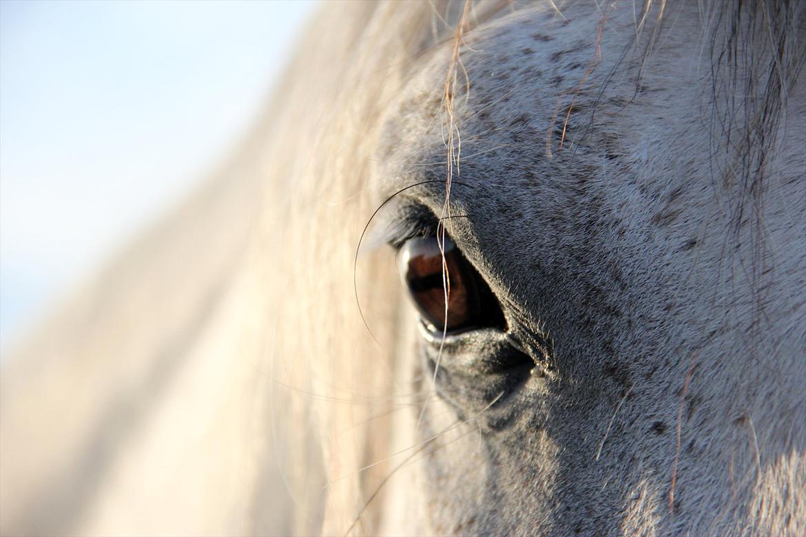 Lusitano Urque - 5 # Where we love is home, home that our feet may leave, but not our hearts. Juli 2011 billede 5