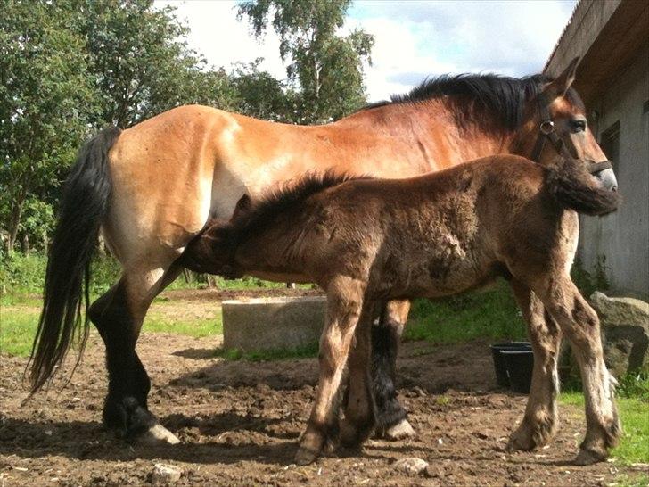Nordsvensk Skovhest Emma - tørstige Emil billede 8