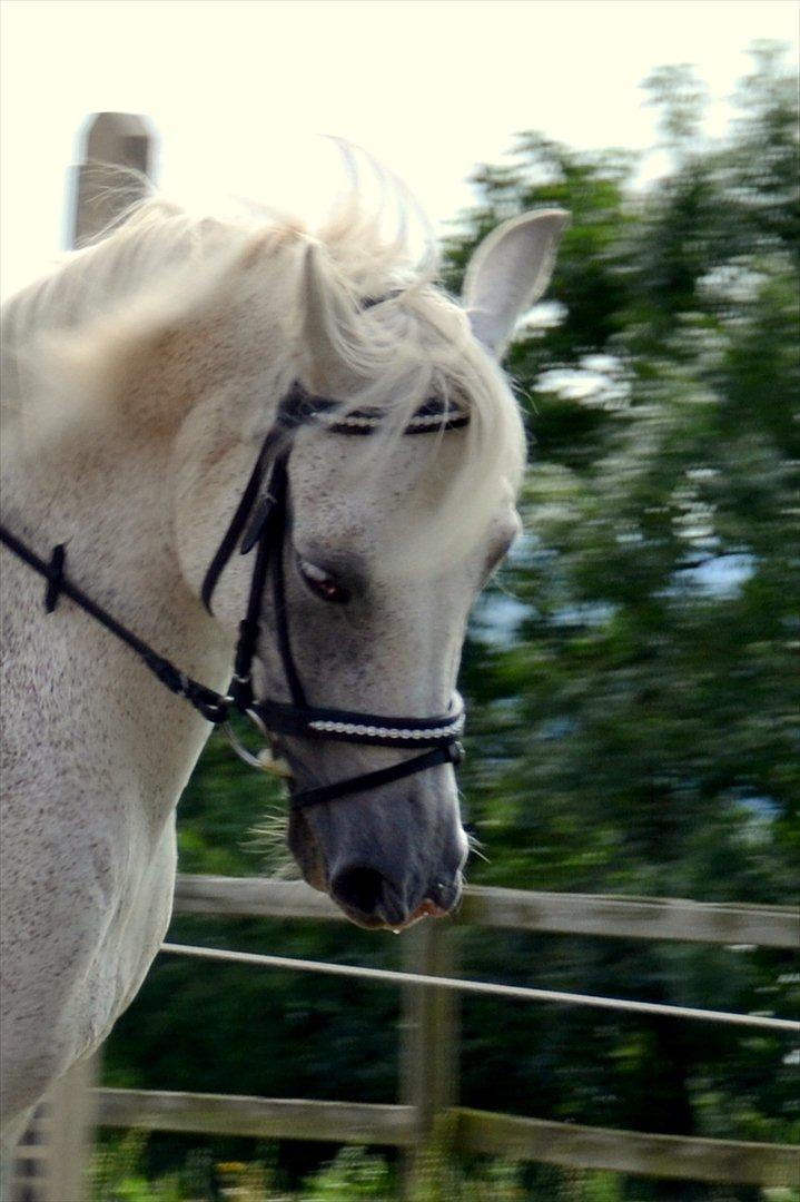 Anden særlig race Beck´s Athene - Smukke :D billede 8