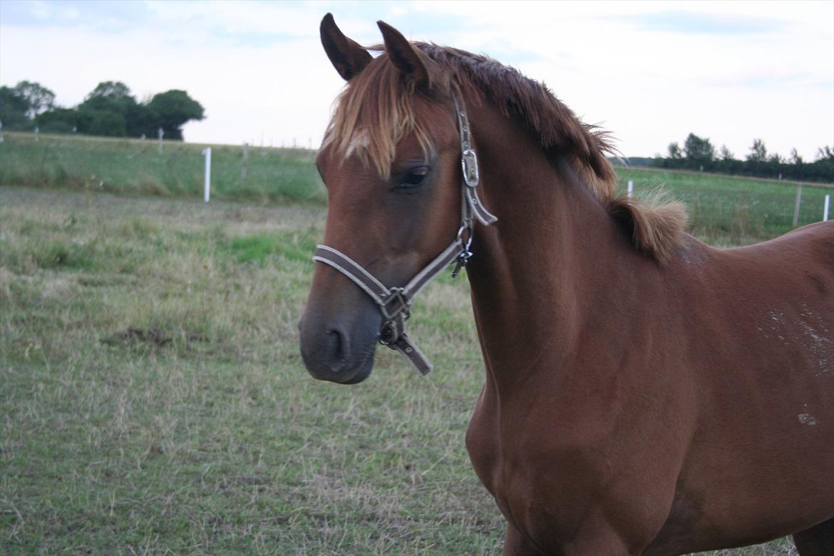 Dansk Varmblod Skovbo`s Romina billede 2