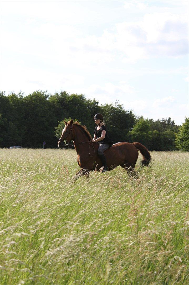 Fuldblod (XX) Sabrina jeg vil altid elske dig!!. RIP:`( - galop på marken ;) 
foto:Emilie Holme billede 17