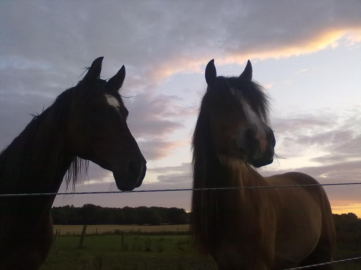 Irish Cob Crossbreed Nova<3 billede 6