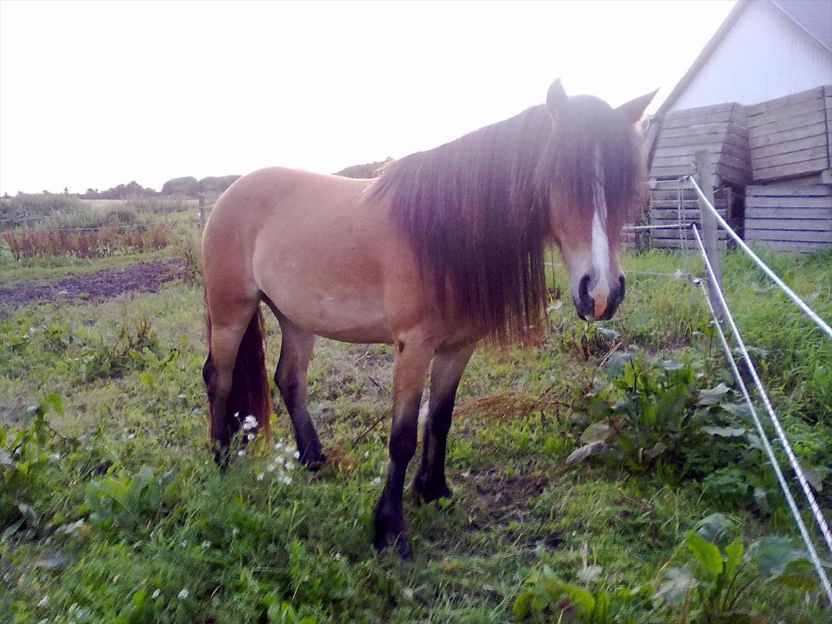 Irish Cob Crossbreed Nova<3 - 26/7-11 <3 billede 7