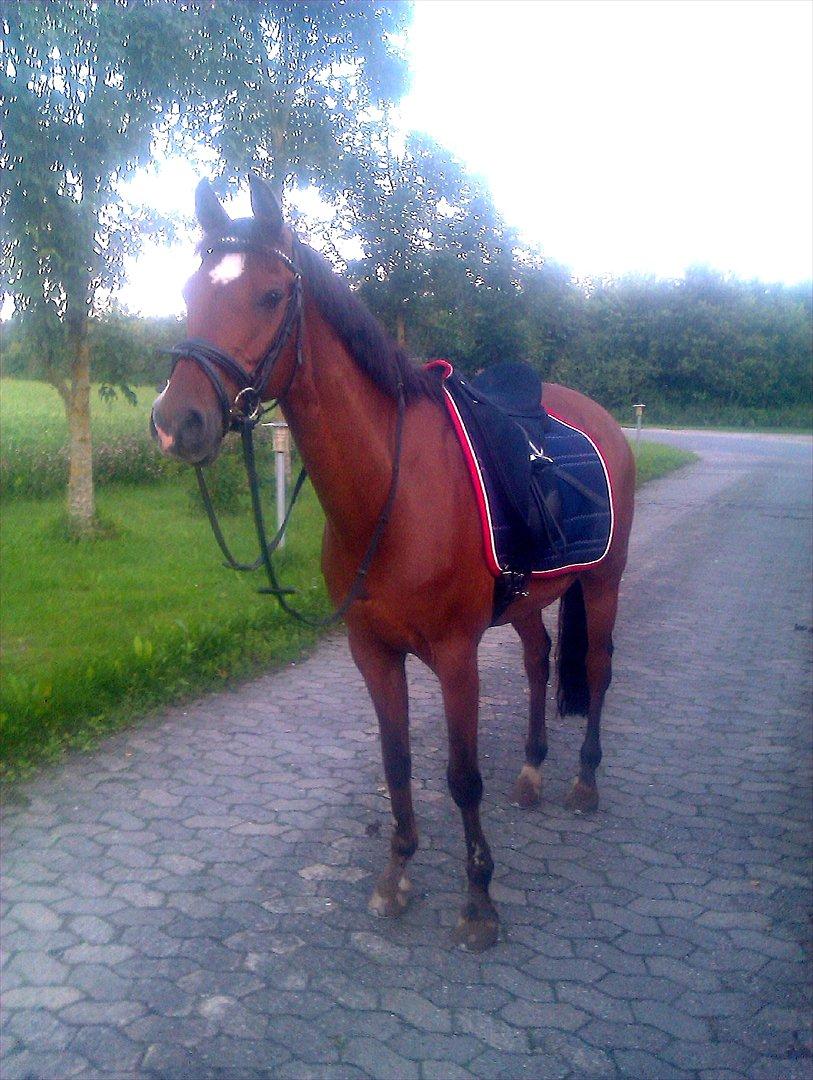 Tysk Sportspony Baron - D. 27/7-11 efter træning billede 8