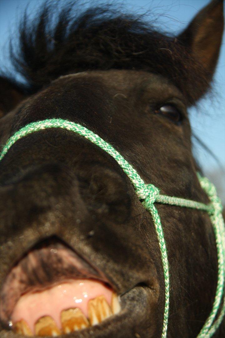 New Forest Banda - Charme:) billede 6