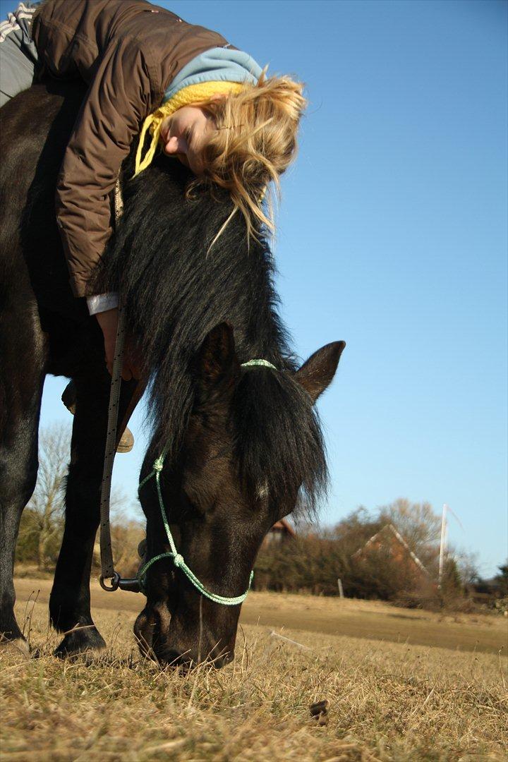 New Forest Banda - Du er noget specielt pony! :* billede 7