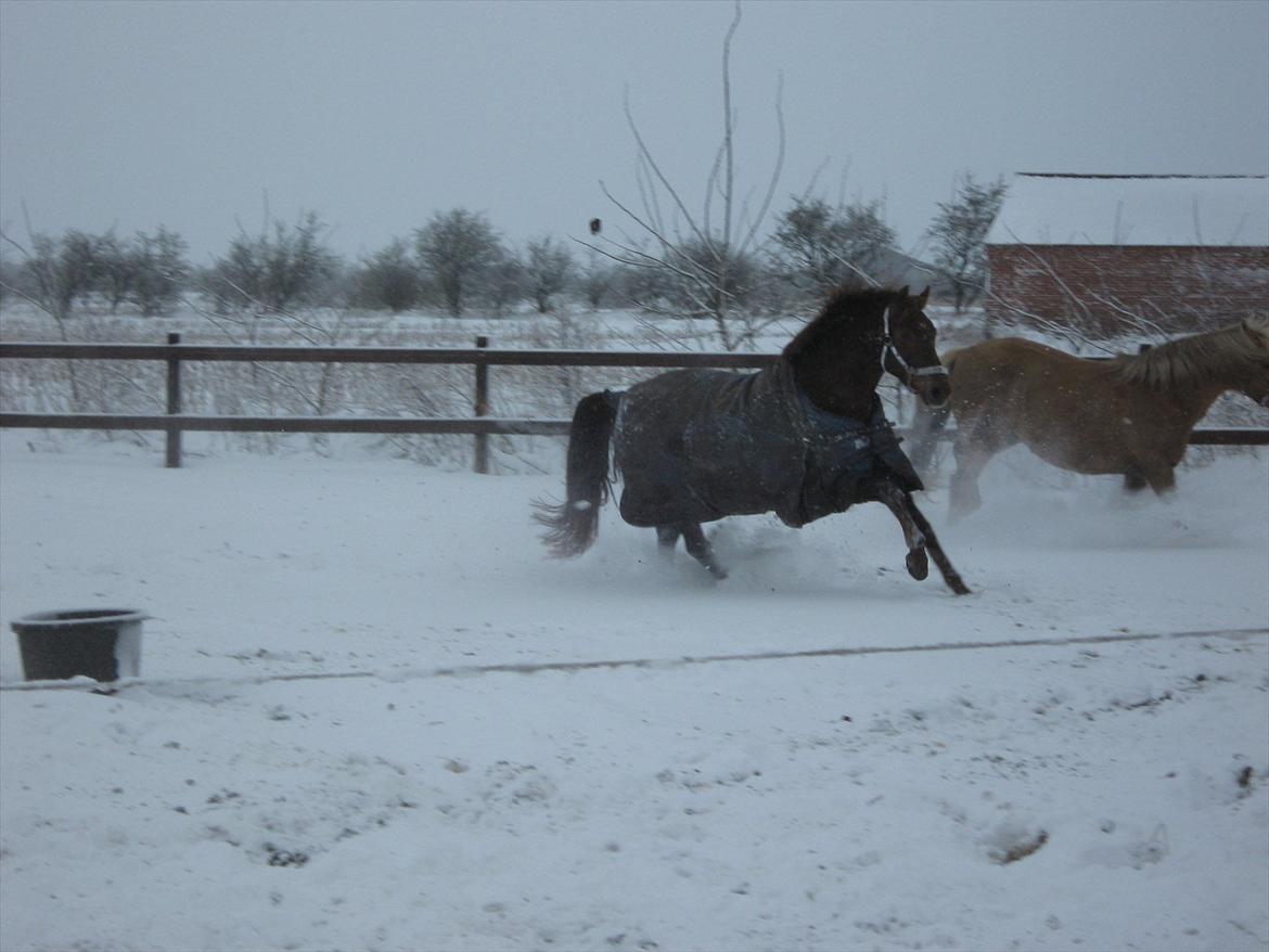 Dansk Varmblod Felicity z billede 1