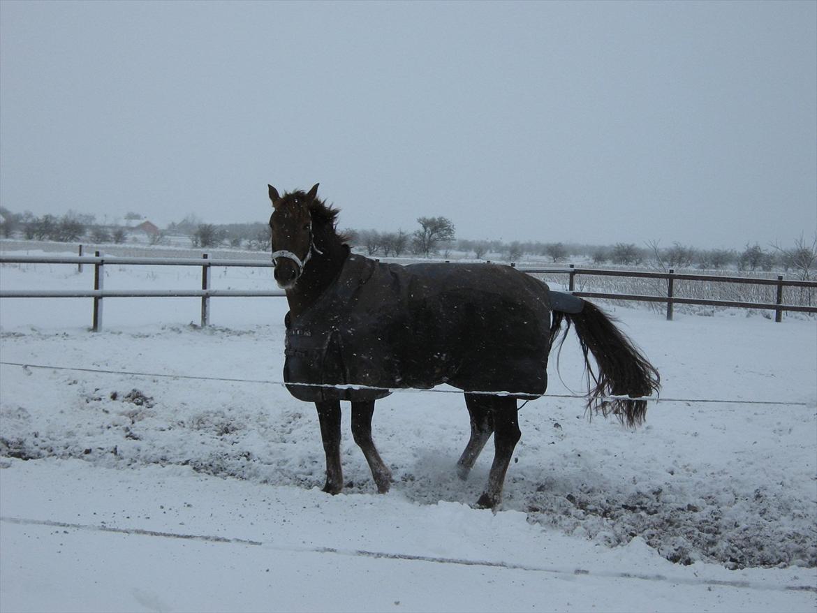 Dansk Varmblod Felicity z billede 2