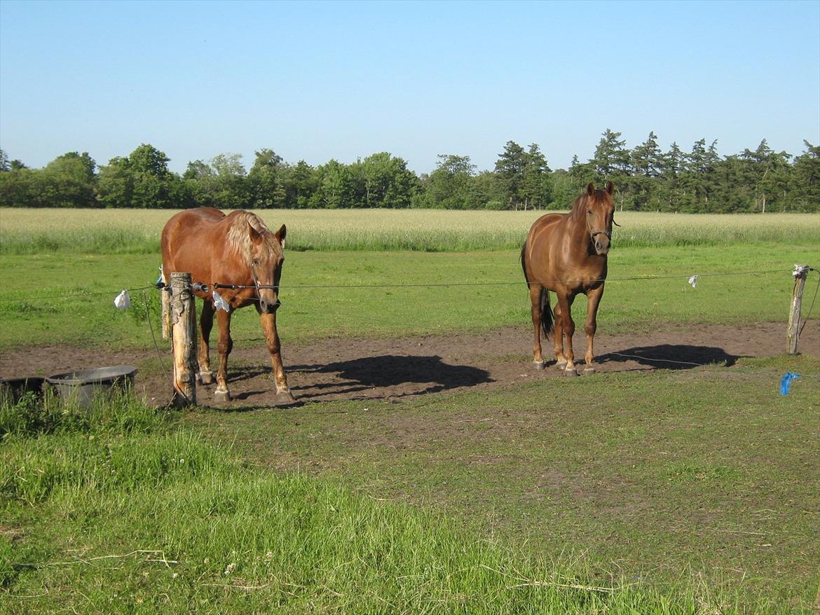 Dansk Varmblod Felicity z billede 3