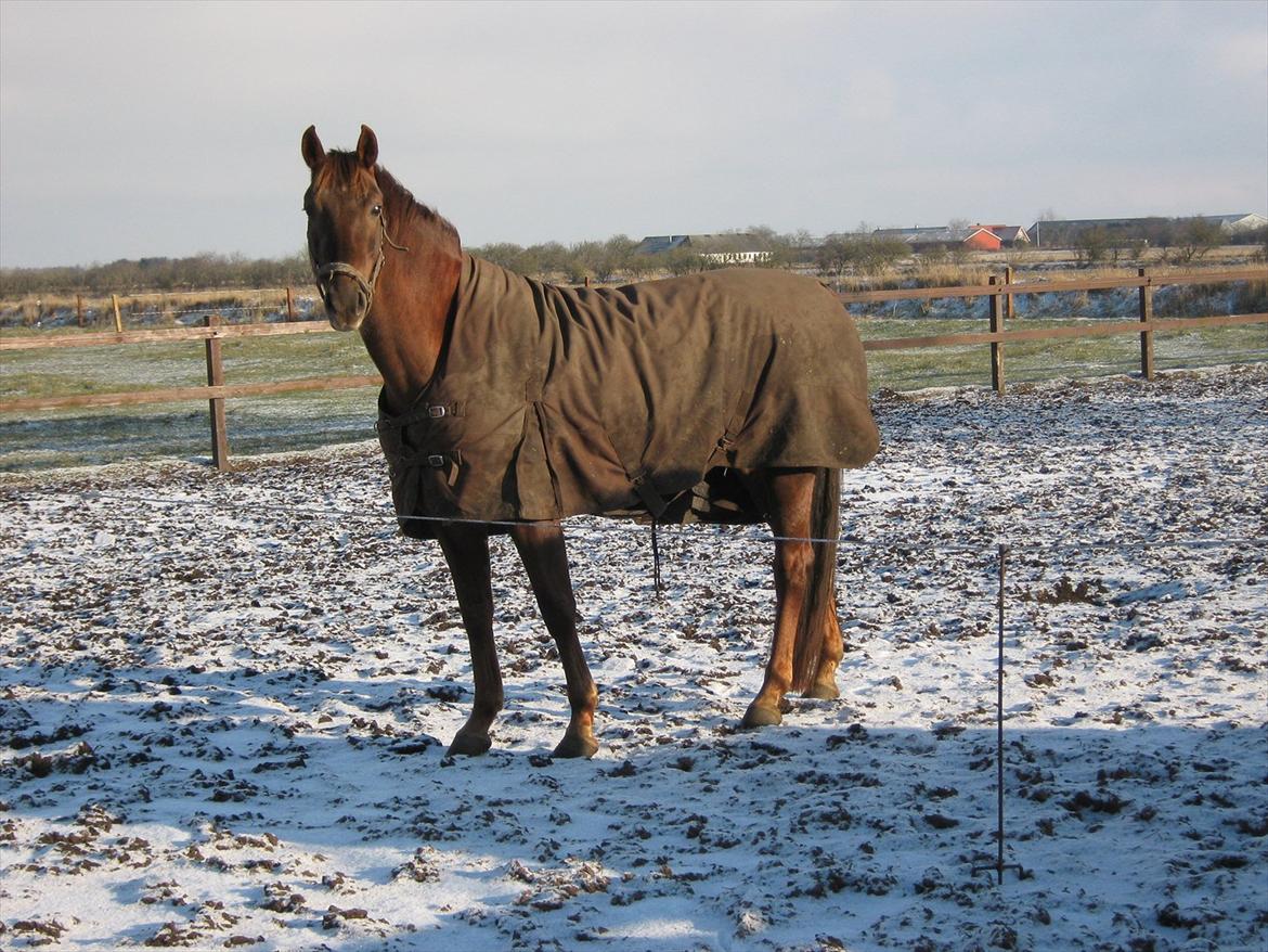 Dansk Varmblod Felicity z billede 4