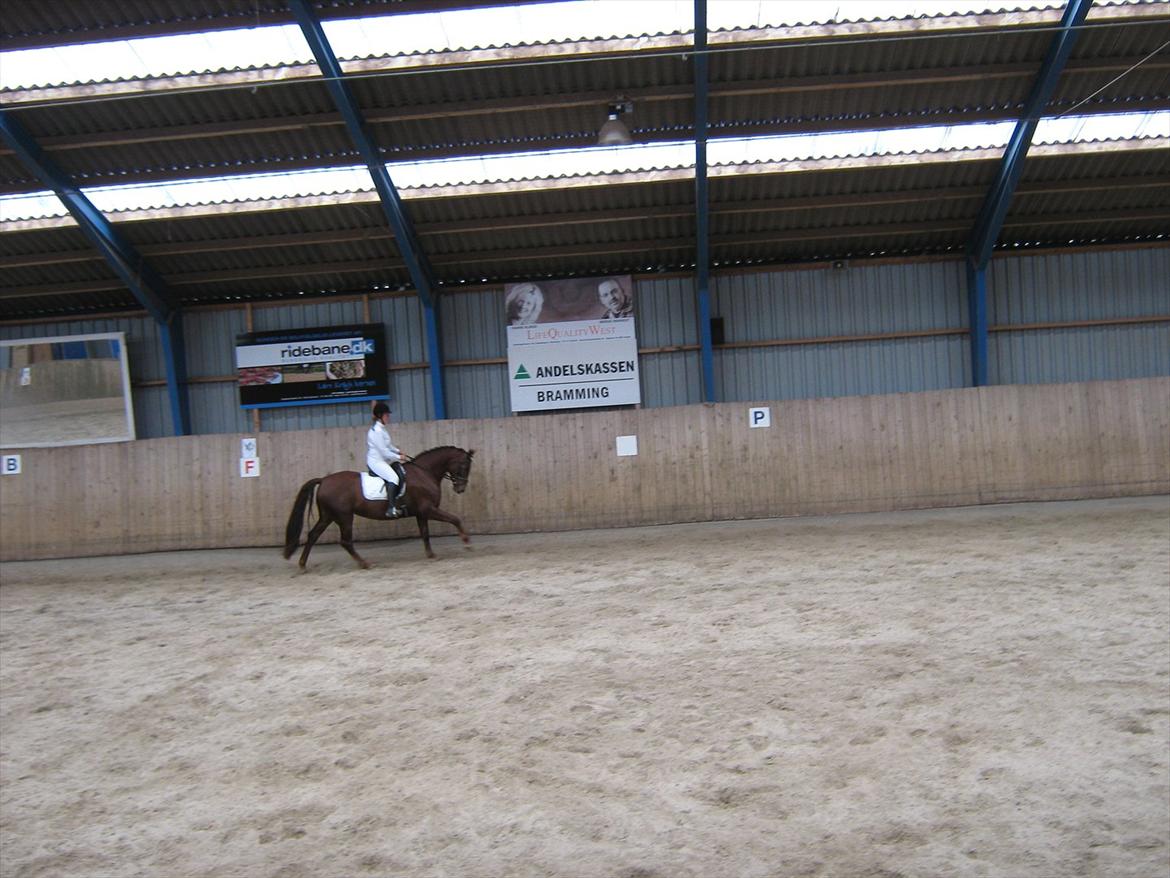 Dansk Varmblod Felicity z billede 5