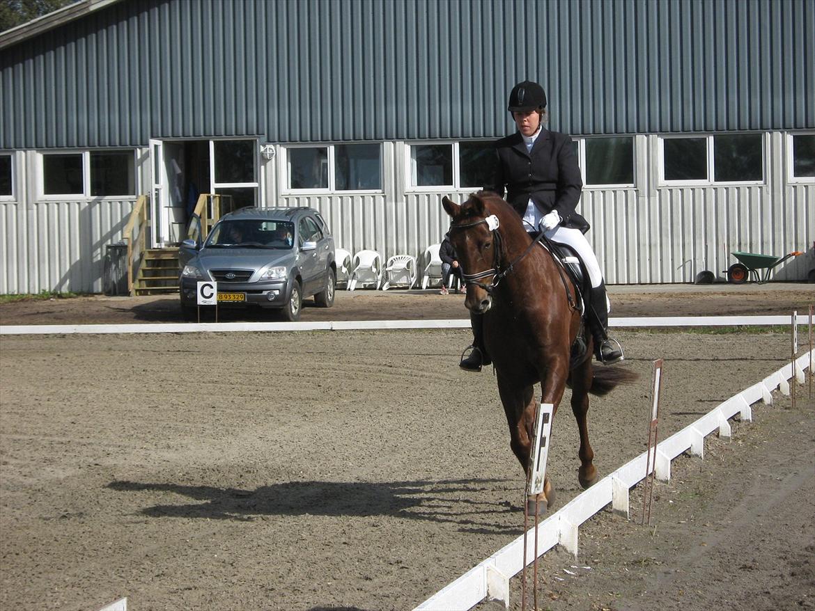 Dansk Varmblod Felicity z billede 6