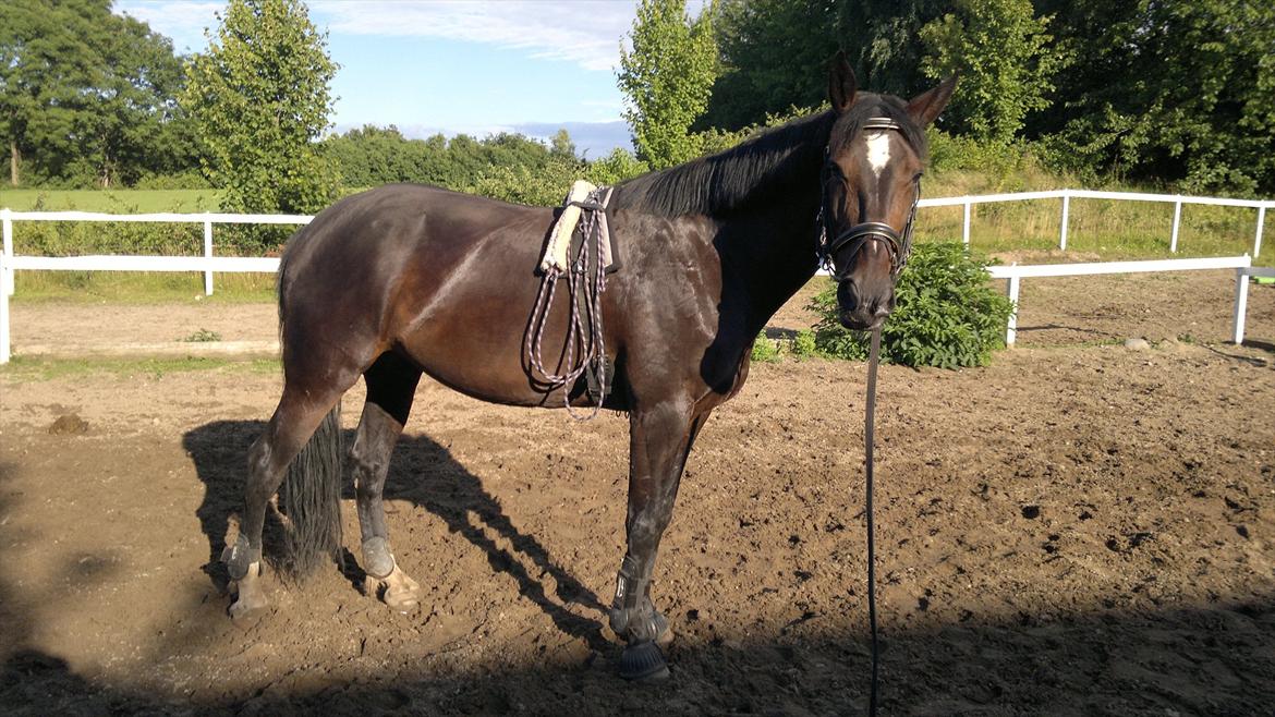 Anden særlig race Tia R:I:P - Longshe træning tirsdag den 26. juli billede 7