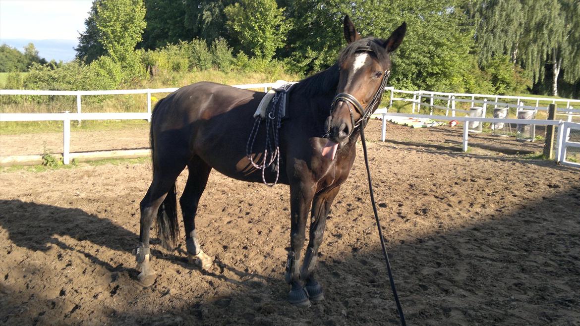 Anden særlig race Tia R:I:P - Longshe træning tirsdag den 26. juli billede 8