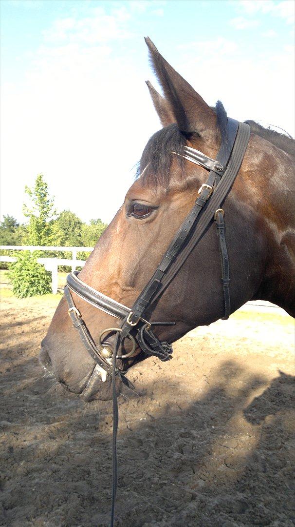 Anden særlig race Tia R:I:P - Longshe træning tirsdag den 26. juli billede 9