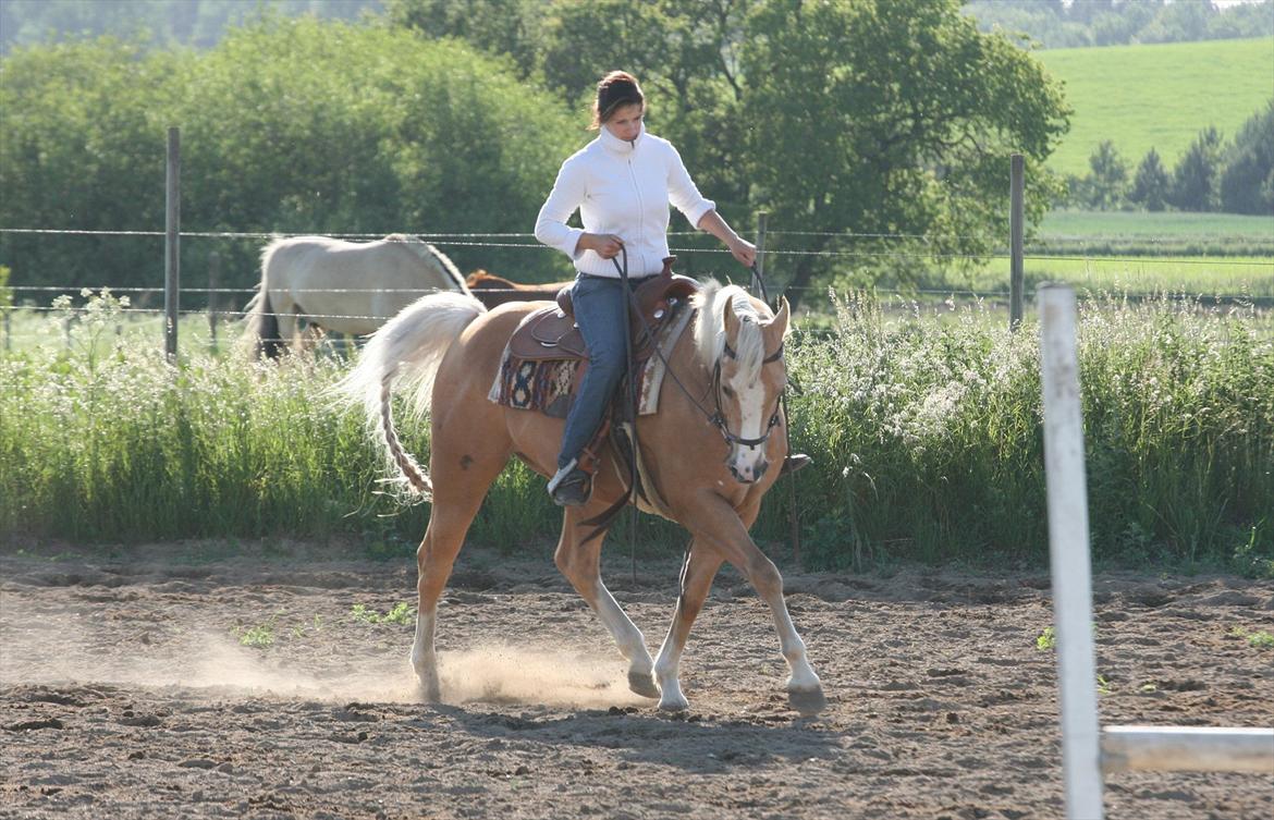 Paint Solanos Sunny Dinero - Smækre Gul & Suzanne, juni 2011, foto: mig billede 12