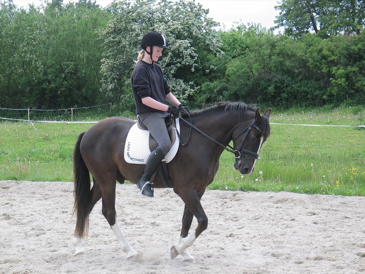 New Forest Bruno( Van Gerwen's) - Rie rider på Bruno første gang:) billede 4