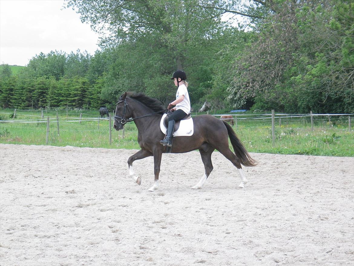 New Forest Bruno( Van Gerwen's) - Emma rider på bruno første gang;) billede 2