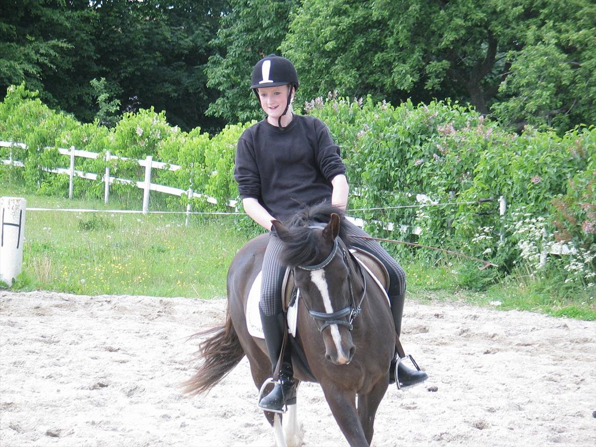 New Forest Bruno( Van Gerwen's) - Rie og Bruno:* billede 5