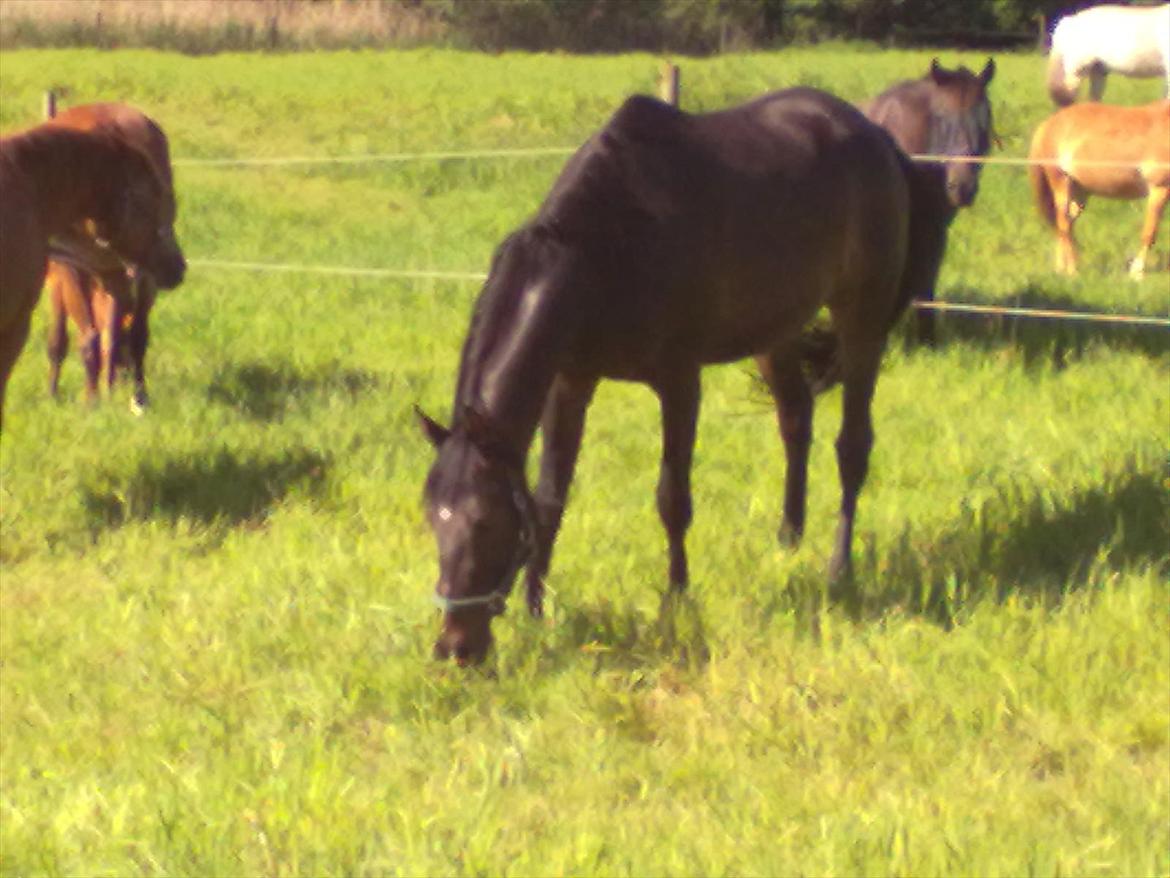 Trakehner Malaysia - Malaysia nyder at være på fold billede 2
