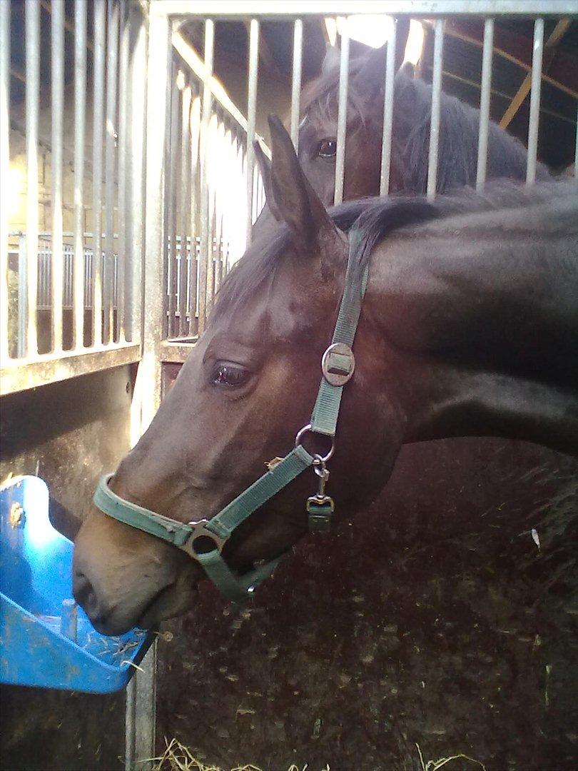 Trakehner Malaysia billede 3