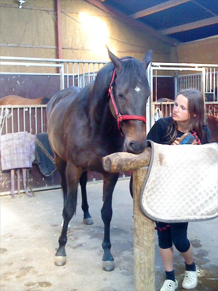 Trakehner Malaysia - Elsker at blive striglet billede 4