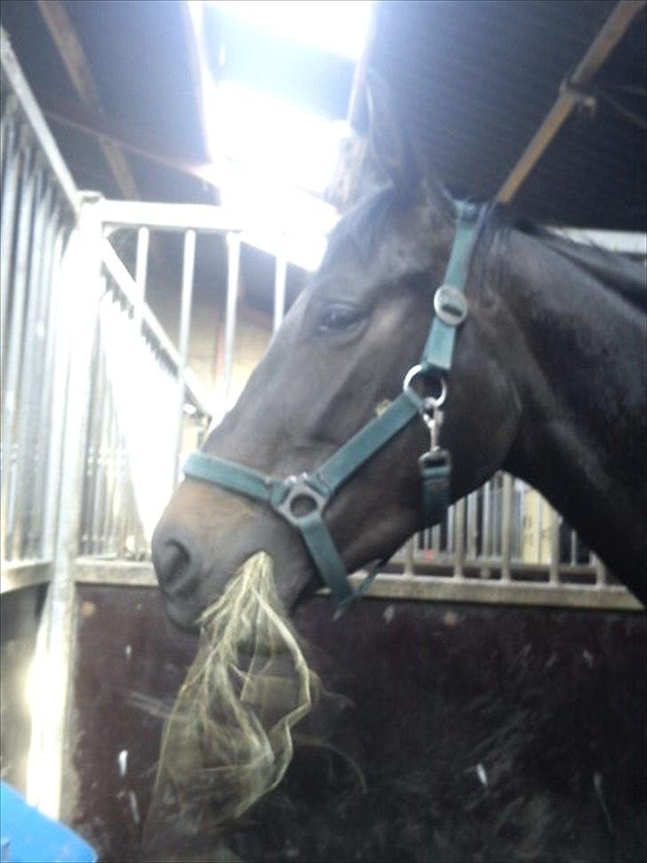 Trakehner Malaysia - Lige da vi fik hende hjem billede 5