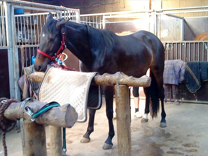 Trakehner Malaysia billede 7