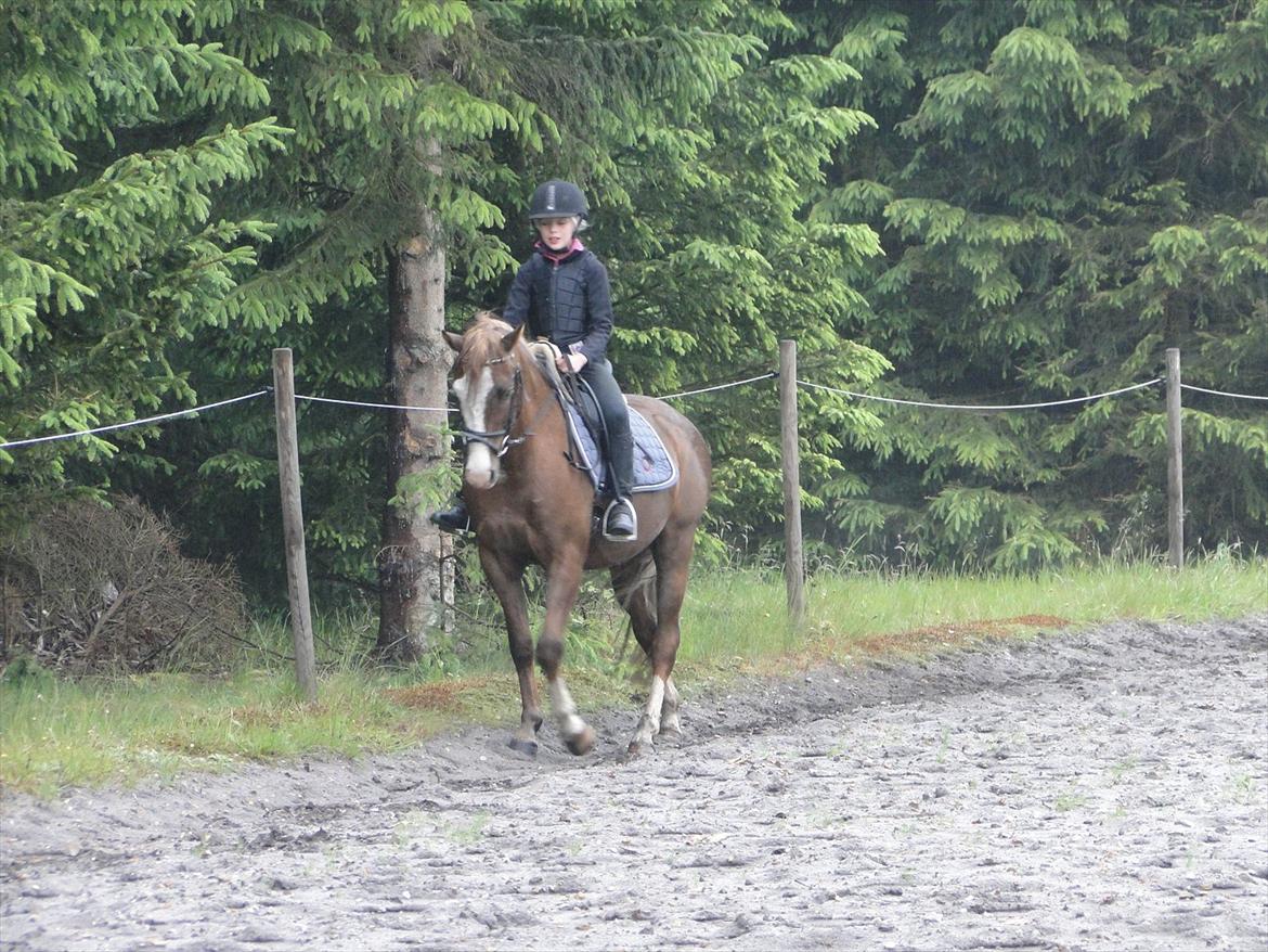 Tysk Sportspony Pablo - 2. gang jeg var oppe på Pablo inden vi hentede ham billede 7