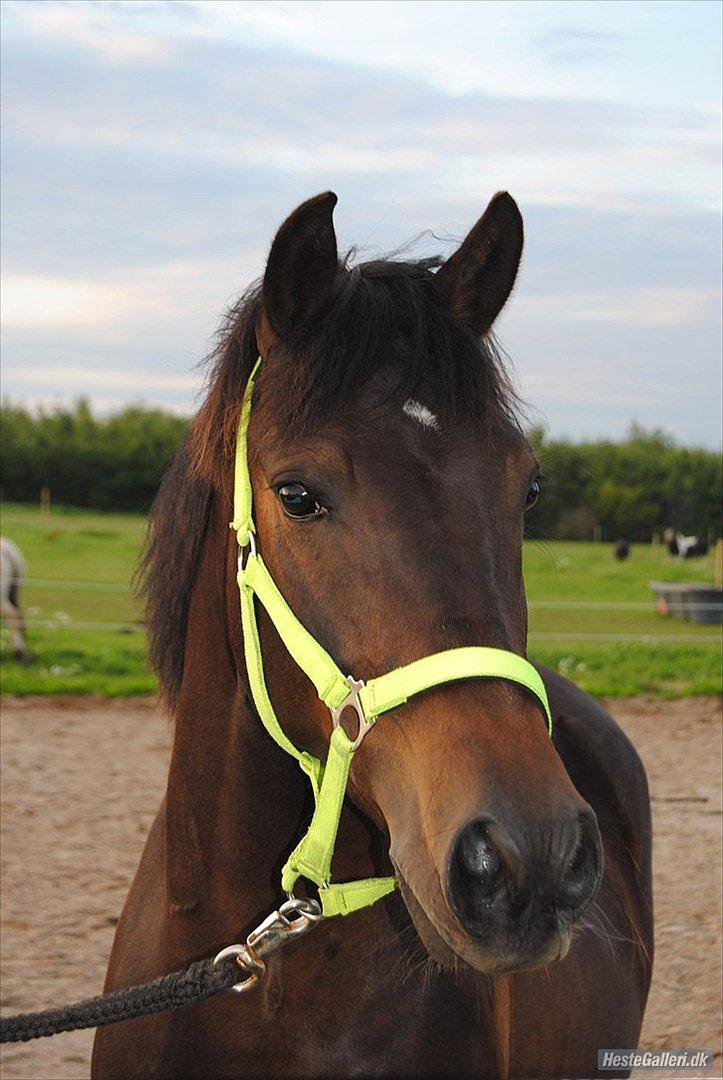 DSP DiNozzo IWE. - Kun fordi han er overdrevet køn!

MSP FOTO billede 17