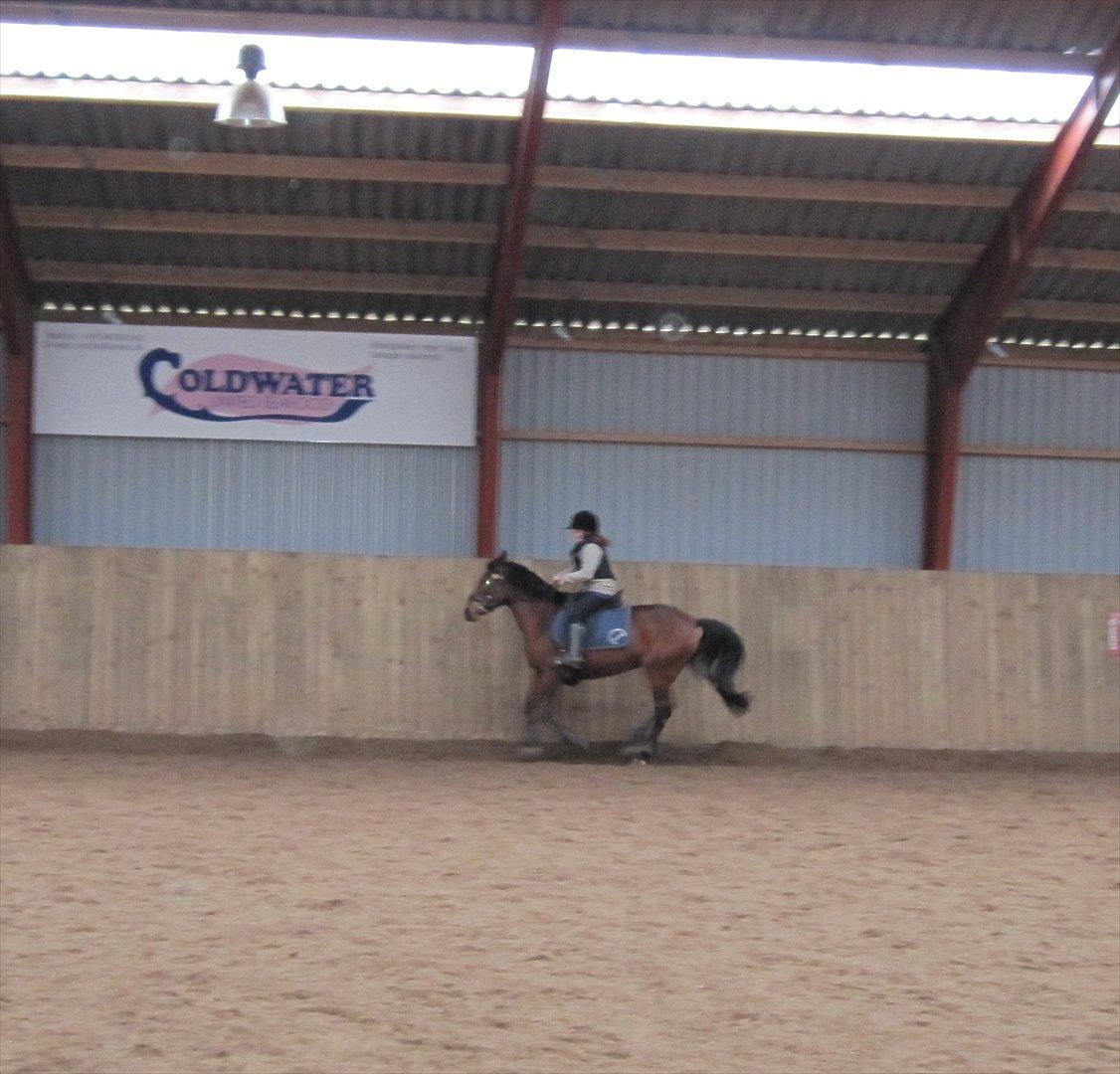 Anden særlig race Cher - Cher i galop xD billede 4