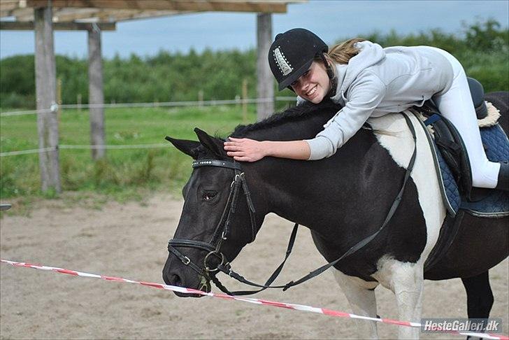 Pinto Mon Ami. - 9) Sommer 2011. Godt par. <3 billede 9