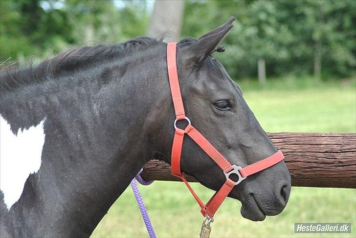 Pinto Mon Ami. - 15) Billedskøn ponymor (-:
Sommer 2011. billede 15