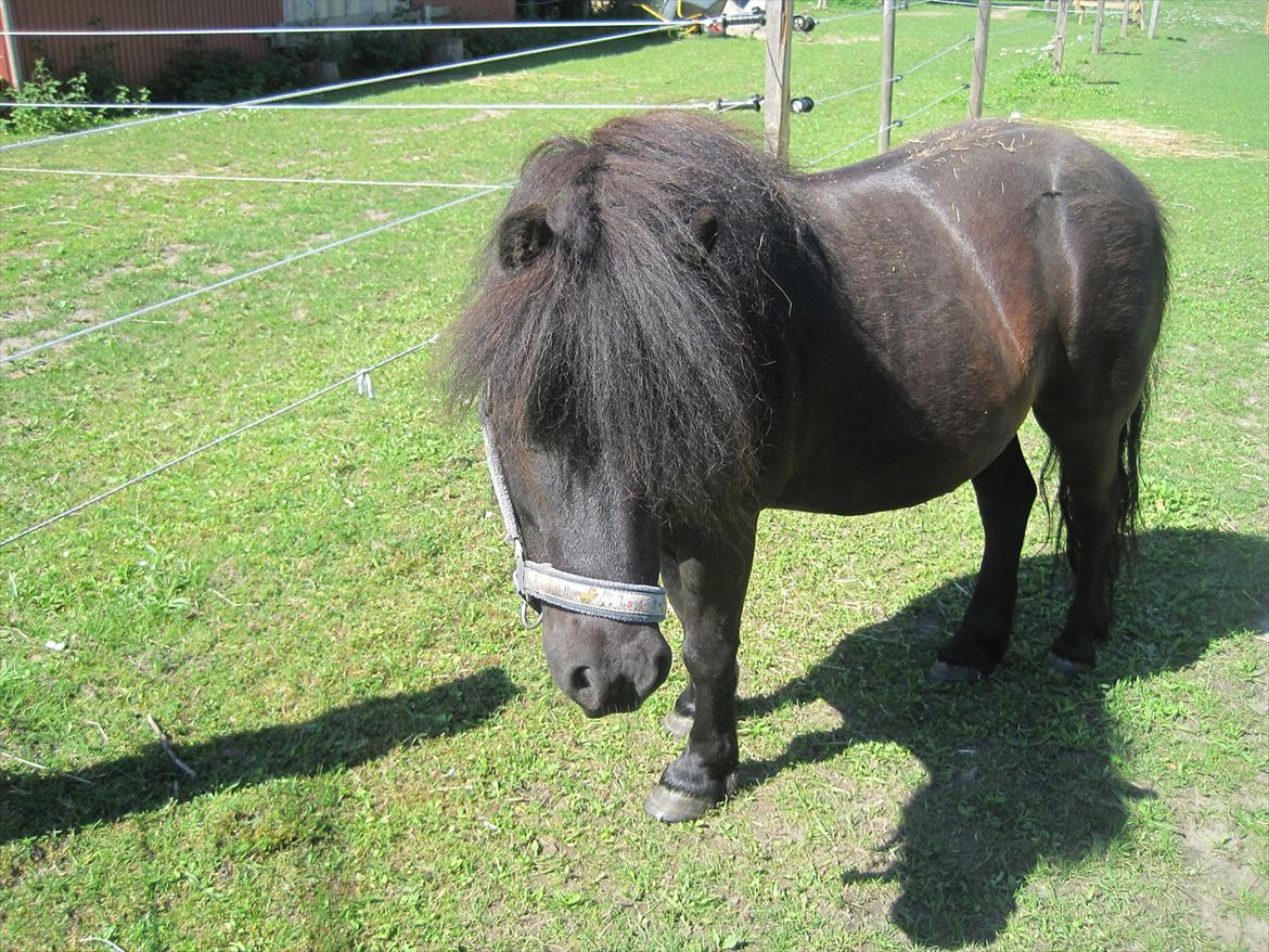 Shetlænder Batman fra Søholms billede 12